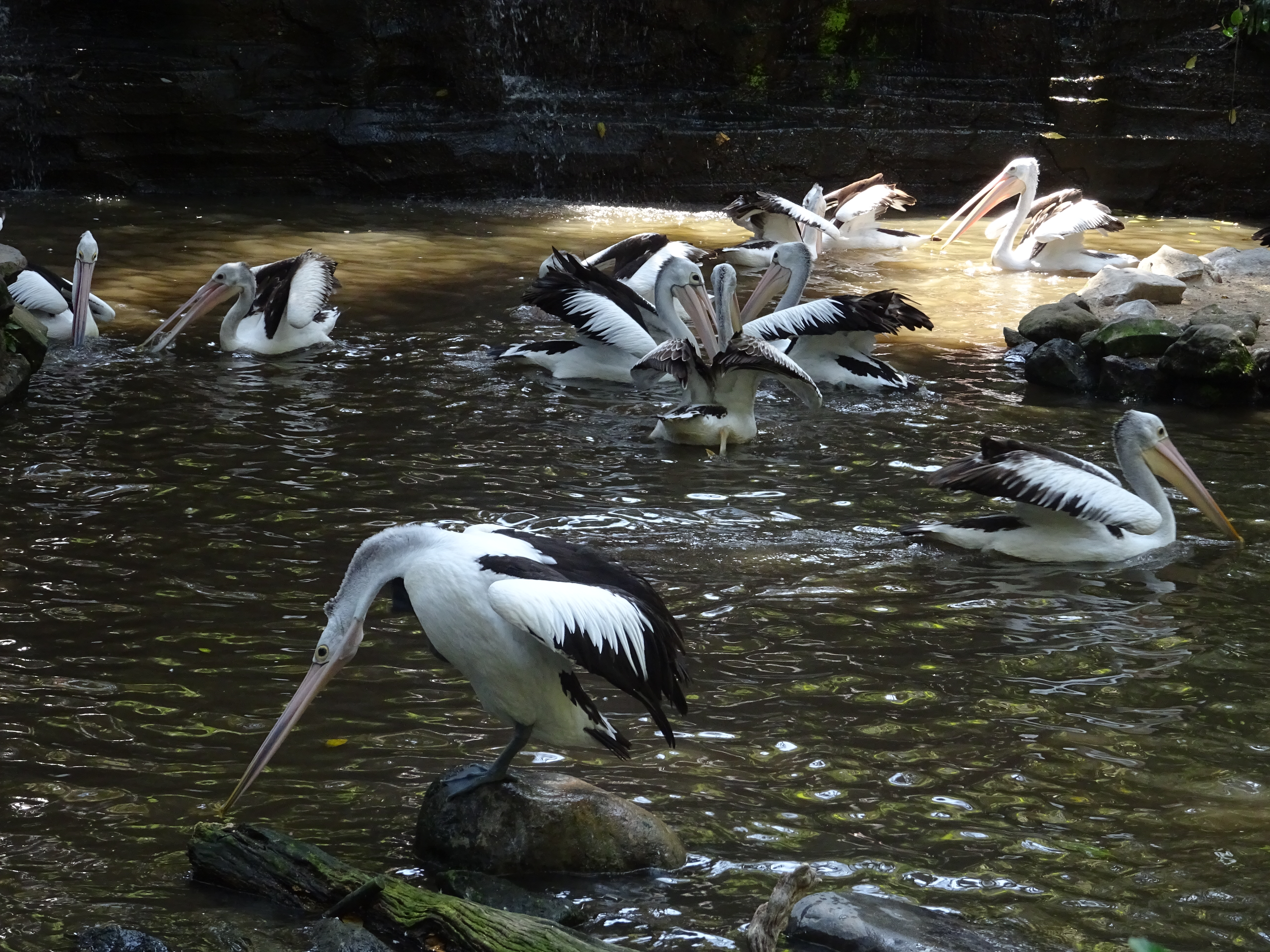 Pelicans at Bali Bird Park